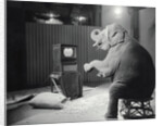 Elephant Watching Television by Anonymous