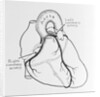 Heart Diagram by Anonymous