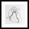 Heart Diagram by Anonymous