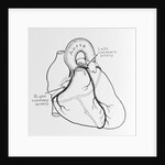 Heart Diagram by Anonymous