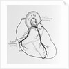 Heart Diagram by Anonymous