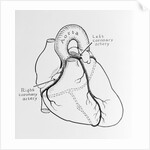 Heart Diagram by Anonymous
