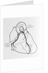 Heart Diagram by Anonymous