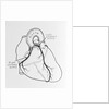 Heart Diagram by Anonymous