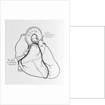 Heart Diagram by Anonymous