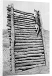 Army Sentry Dog Scales Wall by Anonymous
