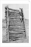Army Sentry Dog Scales Wall by Anonymous