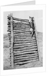 Army Sentry Dog Scales Wall by Anonymous