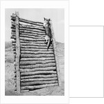 Army Sentry Dog Scales Wall by Anonymous