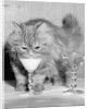 Kitten Choosing Milk over Martini by Anonymous