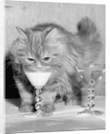 Kitten Choosing Milk over Martini by Anonymous