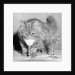 Kitten Choosing Milk over Martini by Anonymous