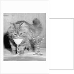 Kitten Choosing Milk over Martini by Anonymous