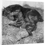 Andromeda and Foal by Anonymous