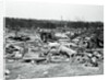 View of Storm Torn Site by Anonymous