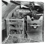 A Donkey and an Elephant by Anonymous