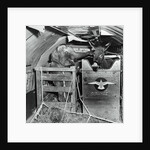 A Donkey and an Elephant by Anonymous