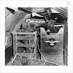 A Donkey and an Elephant by Anonymous