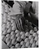 Close Up of Eggs Being Drilled for Flu Research by Anonymous
