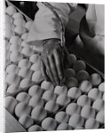 Close Up of Eggs Being Drilled for Flu Research by Anonymous