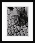 Close Up of Eggs Being Drilled for Flu Research by Anonymous