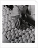 Close Up of Eggs Being Drilled for Flu Research by Anonymous