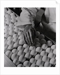 Close Up of Eggs Being Drilled for Flu Research by Anonymous