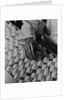 Close Up of Eggs Being Drilled for Flu Research by Anonymous