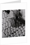 Close Up of Eggs Being Drilled for Flu Research by Anonymous