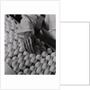 Close Up of Eggs Being Drilled for Flu Research by Anonymous