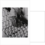 Close Up of Eggs Being Drilled for Flu Research by Anonymous