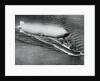 Graf Zeppelin Flying Above the S.S. New York by Anonymous