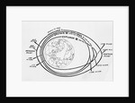 Diagram of American and Russian Satellite Orbits by Anonymous