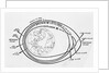 Diagram of American and Russian Satellite Orbits by Anonymous