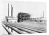 Sugar Plant by Anonymous