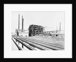 Sugar Plant by Anonymous