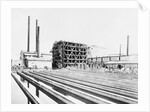 Sugar Plant by Anonymous