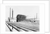 Sugar Plant by Anonymous