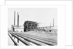Sugar Plant by Anonymous