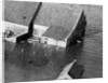 Animal Standing by House Submerged in Flood Waters by Anonymous