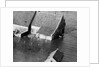 Animal Standing by House Submerged in Flood Waters by Anonymous