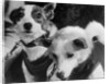 Canine Astronauts Strelka and Belka by Anonymous