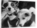 Canine Astronauts Strelka and Belka by Anonymous