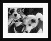 Canine Astronauts Strelka and Belka by Anonymous