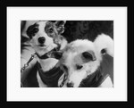 Canine Astronauts Strelka and Belka by Anonymous