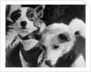 Canine Astronauts Strelka and Belka by Anonymous