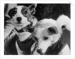 Canine Astronauts Strelka and Belka by Anonymous