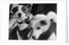 Canine Astronauts Strelka and Belka by Anonymous