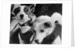 Canine Astronauts Strelka and Belka by Anonymous