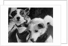 Canine Astronauts Strelka and Belka by Anonymous